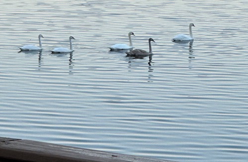 Barryton House | Family-Friendly Lakefront Nature Retreat on Big Evans All Sports Lake w/Dock