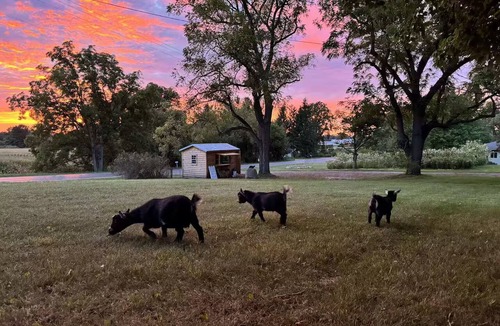Byron Center House | House 7 beds, 2 baths Farms Stay at a Pygmy Goat Farm in Byron Center, Michigan