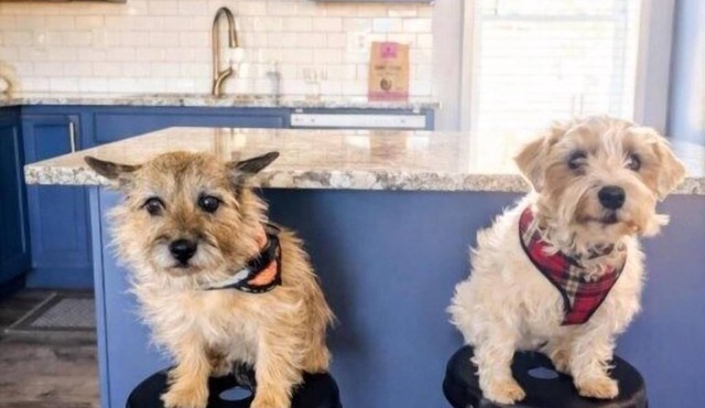 Dog Friendly|Fenced|Full Kitchen|Firepit