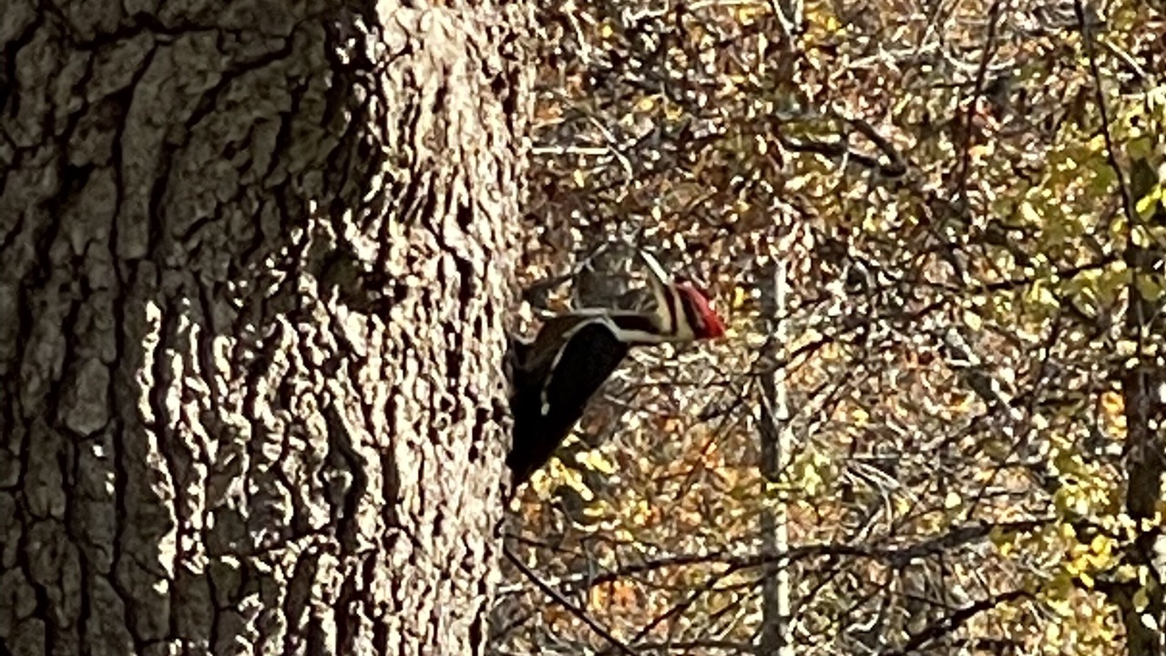 Photo of Others in Woodland Park
