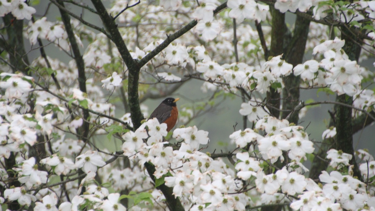 Photo of Outdoor in South Bend