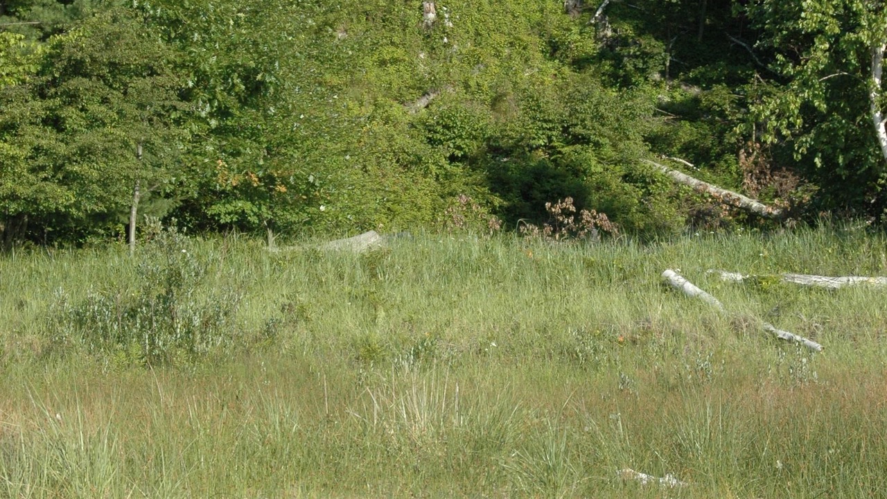 Photo of Others in Mears