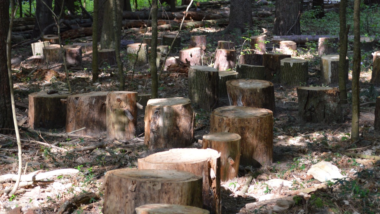 Photo of Others in Frankfort