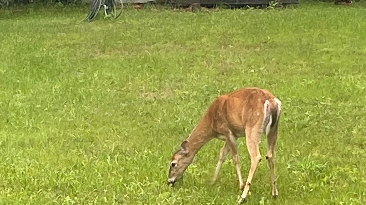 Photo of Others in Manistique
