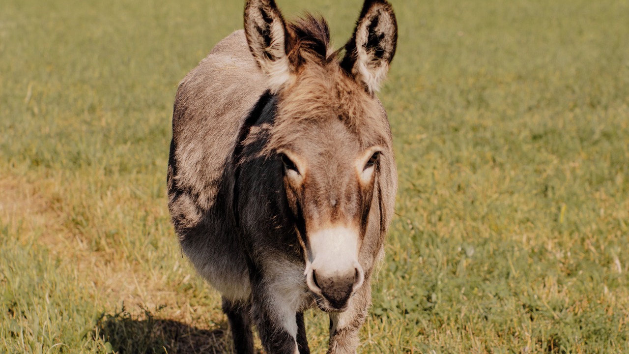 Photo of Others in Scottville